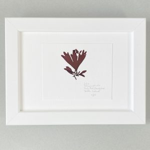 The Hidden Seaweed Garden Collection: Dulse, Forty Foot/Sandycove beach