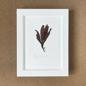The Hidden Seaweed Garden Collection: Dulse, Forty Foot/Sandycove beach
