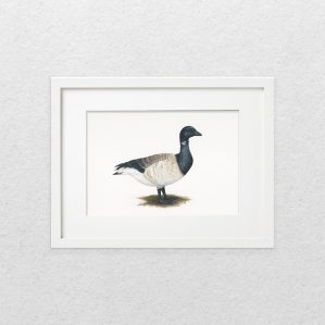 'Brent Goose' watercolour painting