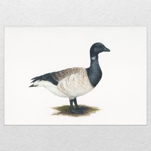 'Brent Goose' fine art print (reproduction of watercolour painting)