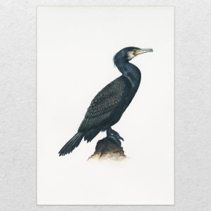 'Cormorant' fine art print (reproduction of watercolour painting)
