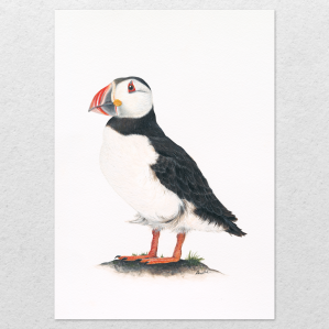 'Puffin' fine art print (reproduction of watercolour painting)