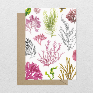 'Beautiful pressed seaweeds' greeting card